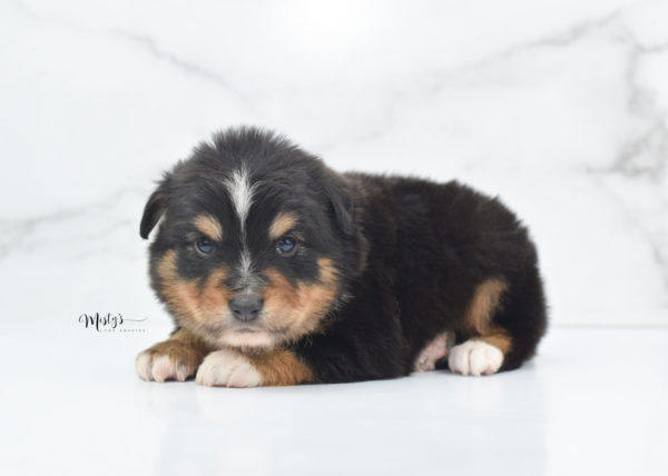 Mini / Toy Australian Shepherd Puppy Tubbs