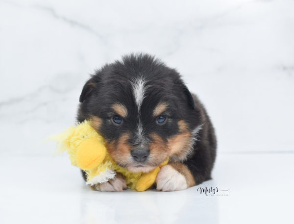 Mini / Toy Australian Shepherd Puppy Tubbs