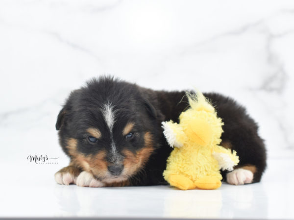 Mini / Toy Australian Shepherd Puppy Tubbs