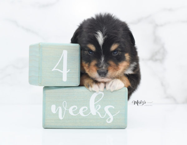 Mini / Toy Australian Shepherd Puppy Tubbs