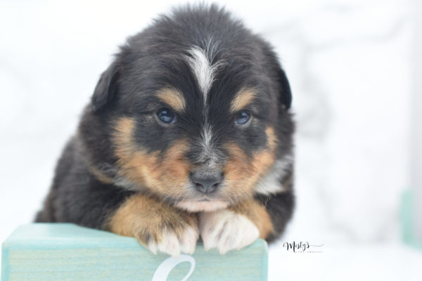 Mini / Toy Australian Shepherd Puppy Tubbs