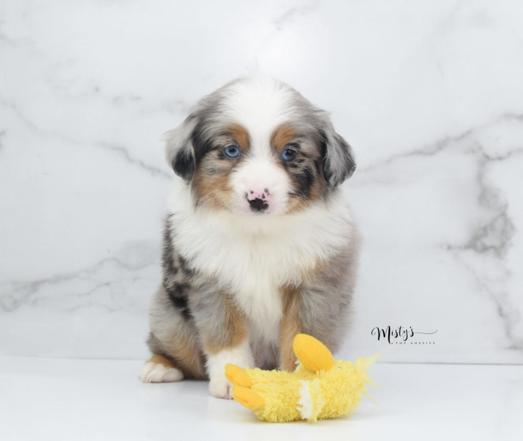 Mini / Toy Australian Shepherd Puppy Tundra