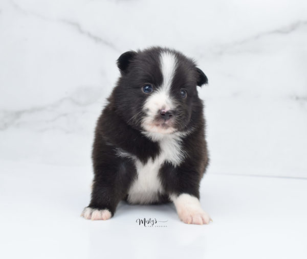 Mini / Toy Australian Shepherd Puppy Baboon