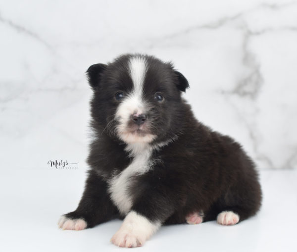 Mini / Toy Australian Shepherd Puppy Baboon