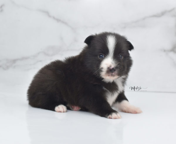 Mini / Toy Australian Shepherd Puppy Baboon