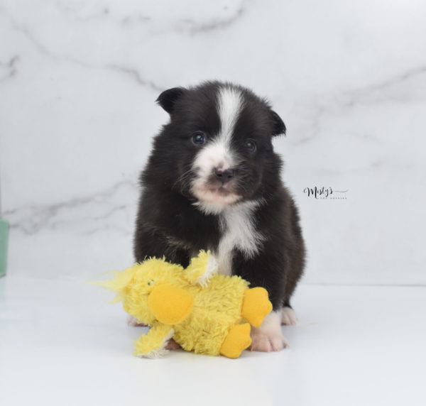 Mini / Toy Australian Shepherd Puppy Baboon