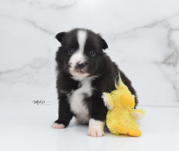 Mini / Toy Australian Shepherd Puppy Baboon