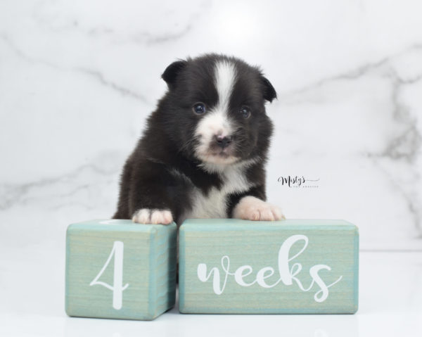 Mini / Toy Australian Shepherd Puppy Baboon