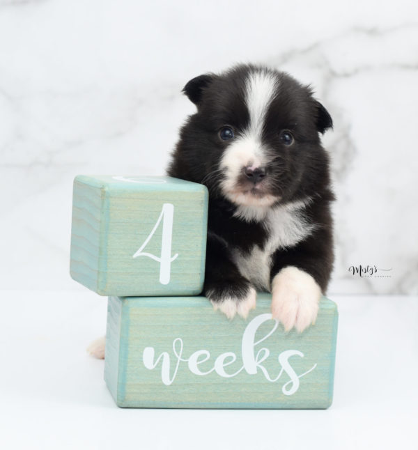 Mini / Toy Australian Shepherd Puppy Baboon