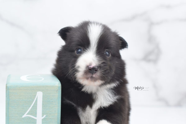 Mini / Toy Australian Shepherd Puppy Baboon