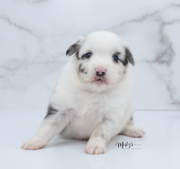 Mini / Toy Australian Shepherd Puppy Dice