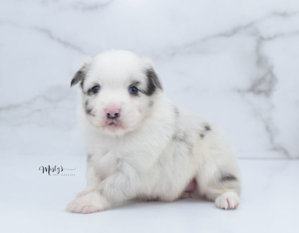 Mini / Toy Australian Shepherd Puppy Dice