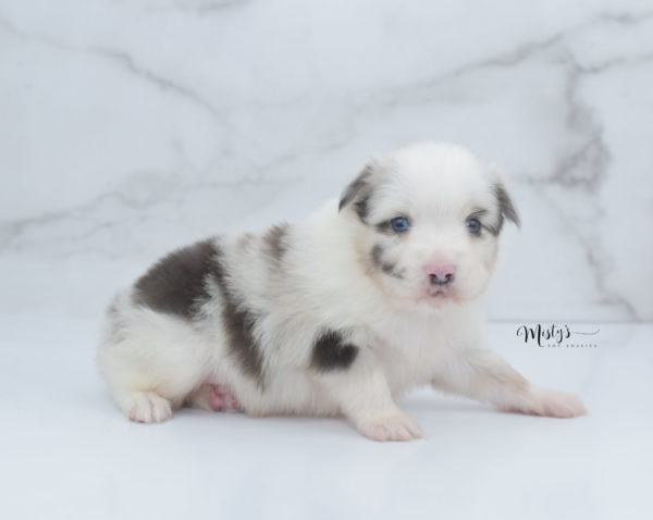 Mini / Toy Australian Shepherd Puppy Dice