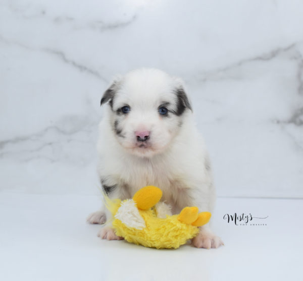 Mini / Toy Australian Shepherd Puppy Dice
