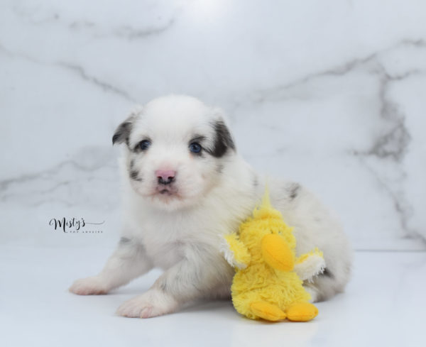 Mini / Toy Australian Shepherd Puppy Dice