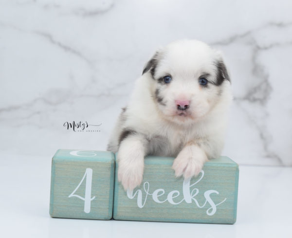 Mini / Toy Australian Shepherd Puppy Dice