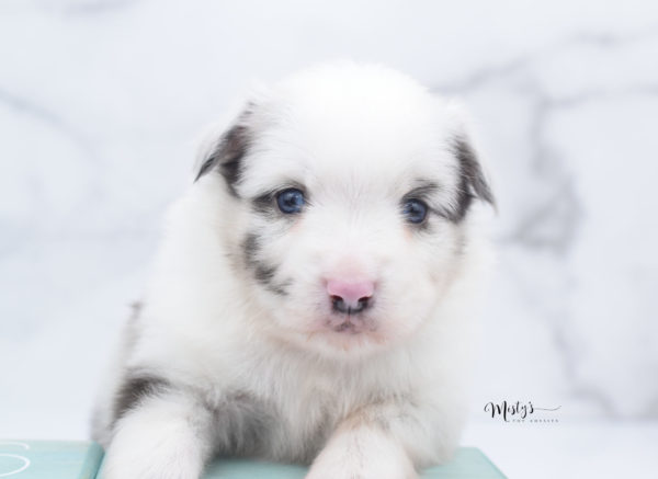 Mini / Toy Australian Shepherd Puppy Dice