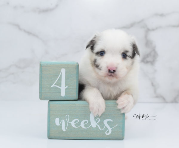 Mini / Toy Australian Shepherd Puppy Dice