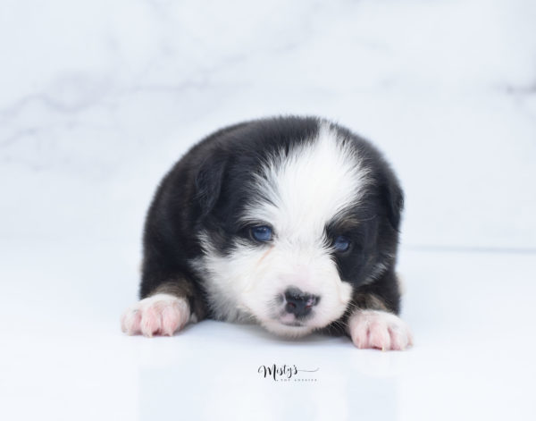 Mini / Toy Australian Shepherd Puppy Pandy