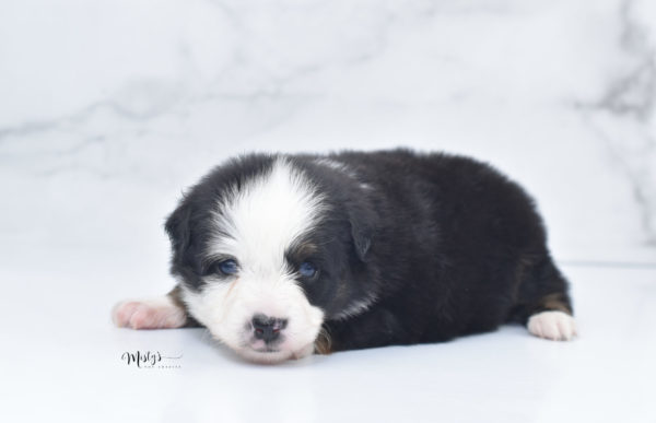 Mini / Toy Australian Shepherd Puppy Pandy