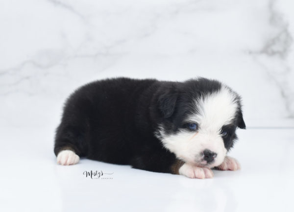 Mini / Toy Australian Shepherd Puppy Pandy