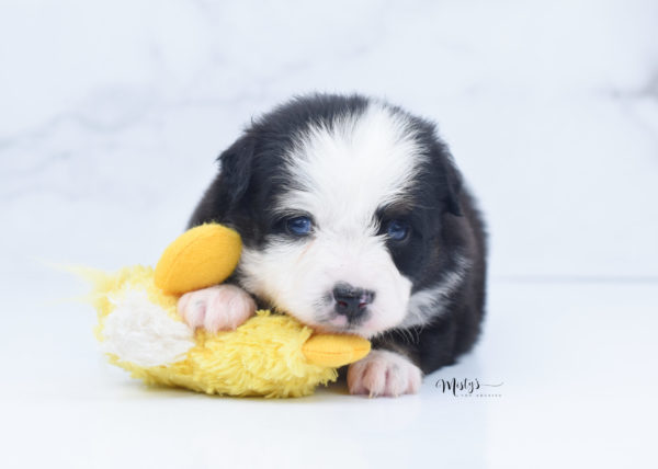 Mini / Toy Australian Shepherd Puppy Pandy