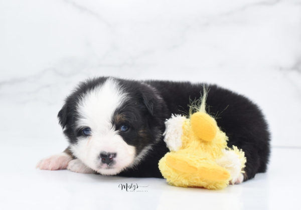 Mini / Toy Australian Shepherd Puppy Pandy