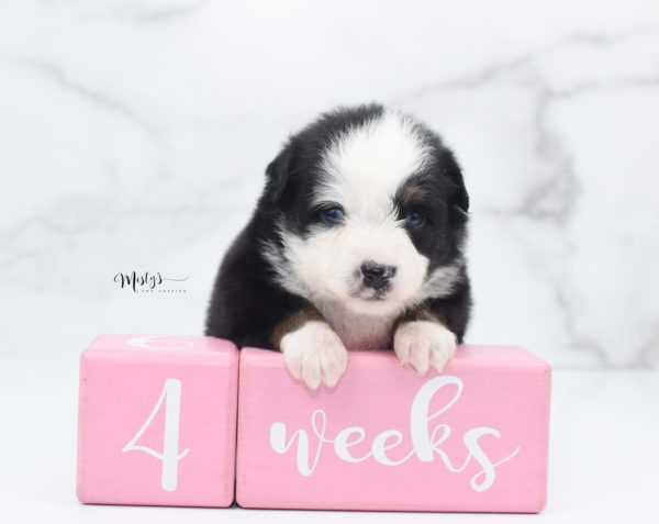 Mini / Toy Australian Shepherd Puppy Pandy