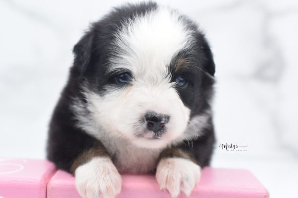 Mini / Toy Australian Shepherd Puppy Pandy