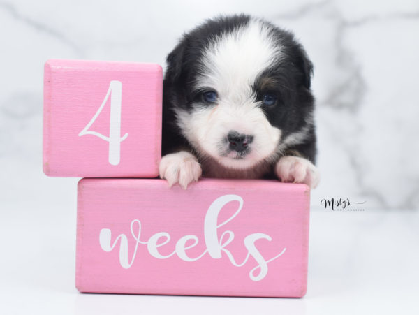 Mini / Toy Australian Shepherd Puppy Pandy