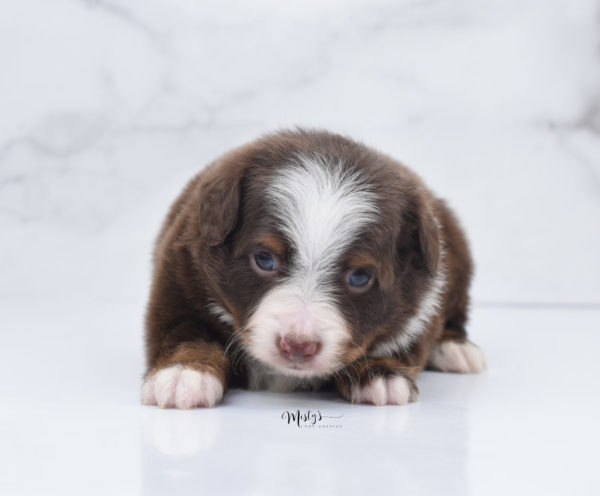 Mini / Toy Australian Shepherd Puppy Rufus