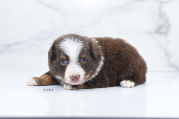 Mini / Toy Australian Shepherd Puppy Rufus