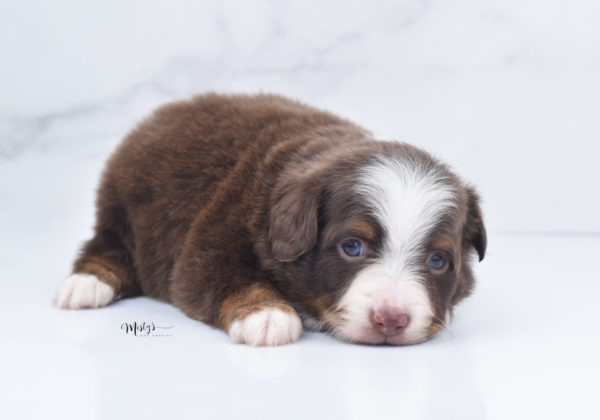 Mini / Toy Australian Shepherd Puppy Rufus