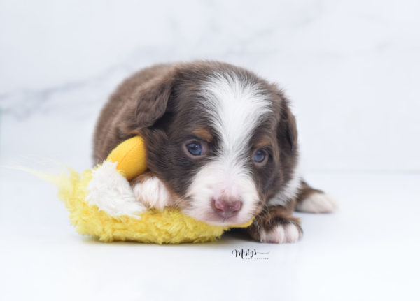 Mini / Toy Australian Shepherd Puppy Rufus