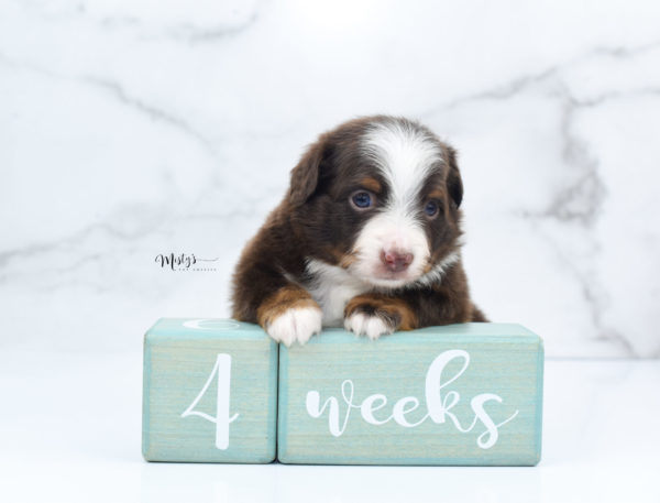 Mini / Toy Australian Shepherd Puppy Rufus