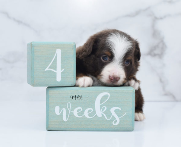 Mini / Toy Australian Shepherd Puppy Rufus