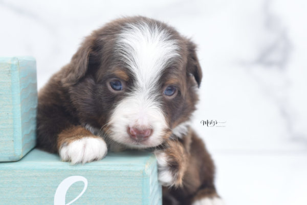 Mini / Toy Australian Shepherd Puppy Rufus