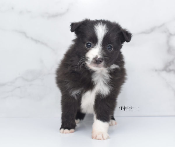 Mini / Toy Australian Shepherd Puppy Baboon