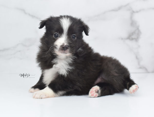 Mini / Toy Australian Shepherd Puppy Baboon