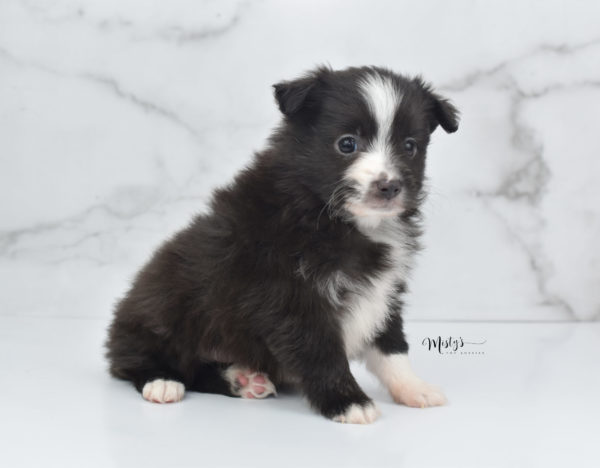 Mini / Toy Australian Shepherd Puppy Baboon