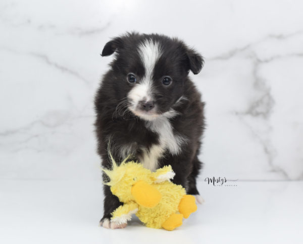 Mini / Toy Australian Shepherd Puppy Baboon