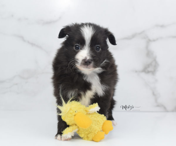 Mini / Toy Australian Shepherd Puppy Baboon