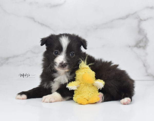 Mini / Toy Australian Shepherd Puppy Baboon