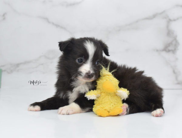 Mini / Toy Australian Shepherd Puppy Baboon