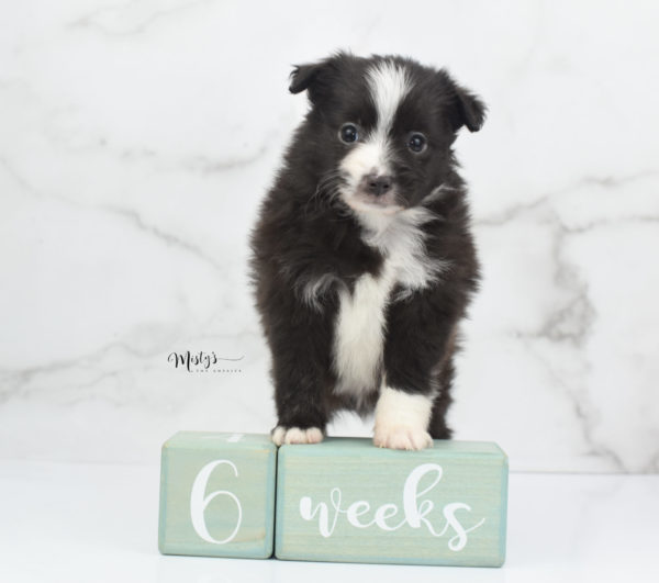 Mini / Toy Australian Shepherd Puppy Baboon