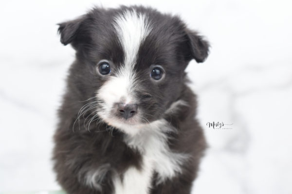 Mini / Toy Australian Shepherd Puppy Baboon