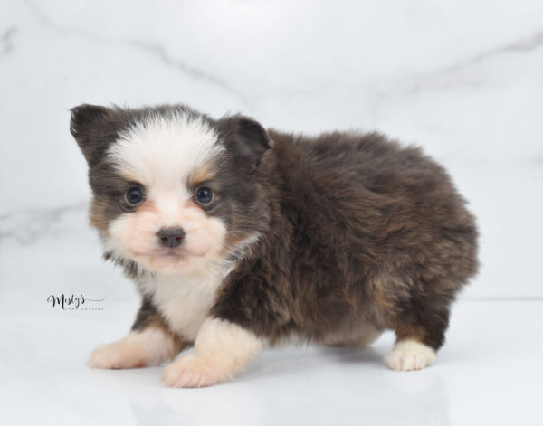 Mini / Toy Australian Shepherd Puppy Ernie