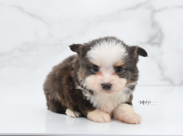 Mini / Toy Australian Shepherd Puppy Ernie