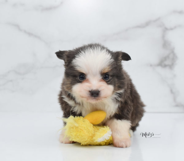 Mini / Toy Australian Shepherd Puppy Ernie