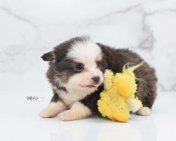 Mini / Toy Australian Shepherd Puppy Ernie